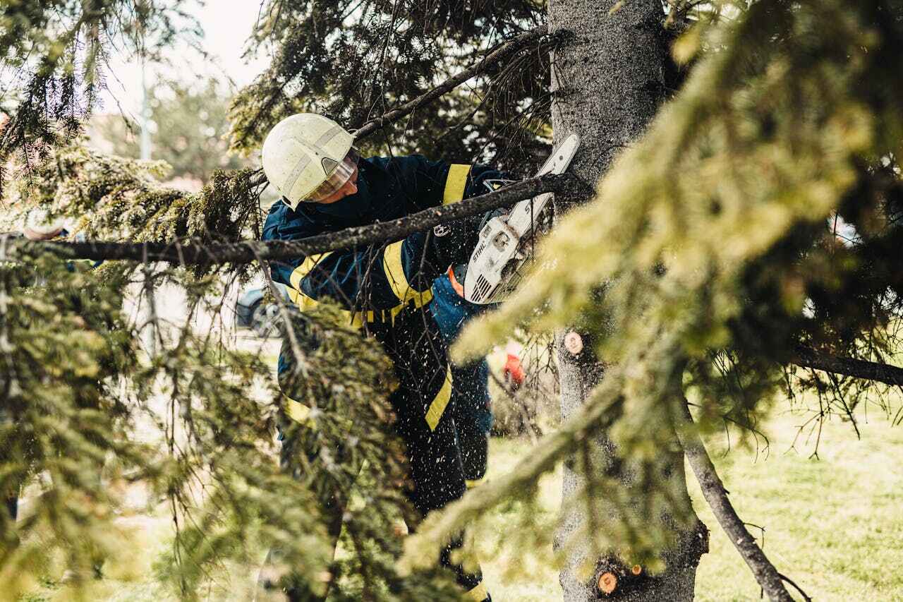 Best Tree Pruning Services  in USA